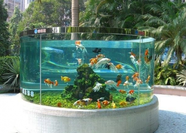 Aquarium outdoor dengan desain tangga air dan ikan mas